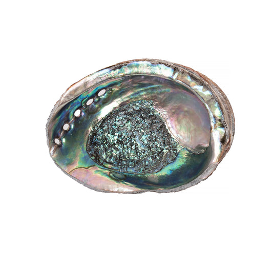 Abalone Shell