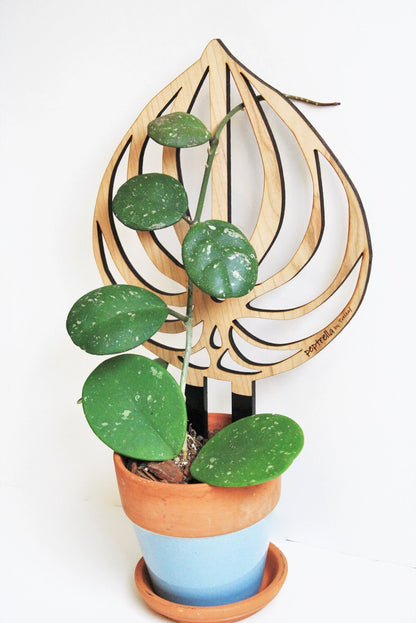 BARE Peptrella Customizable